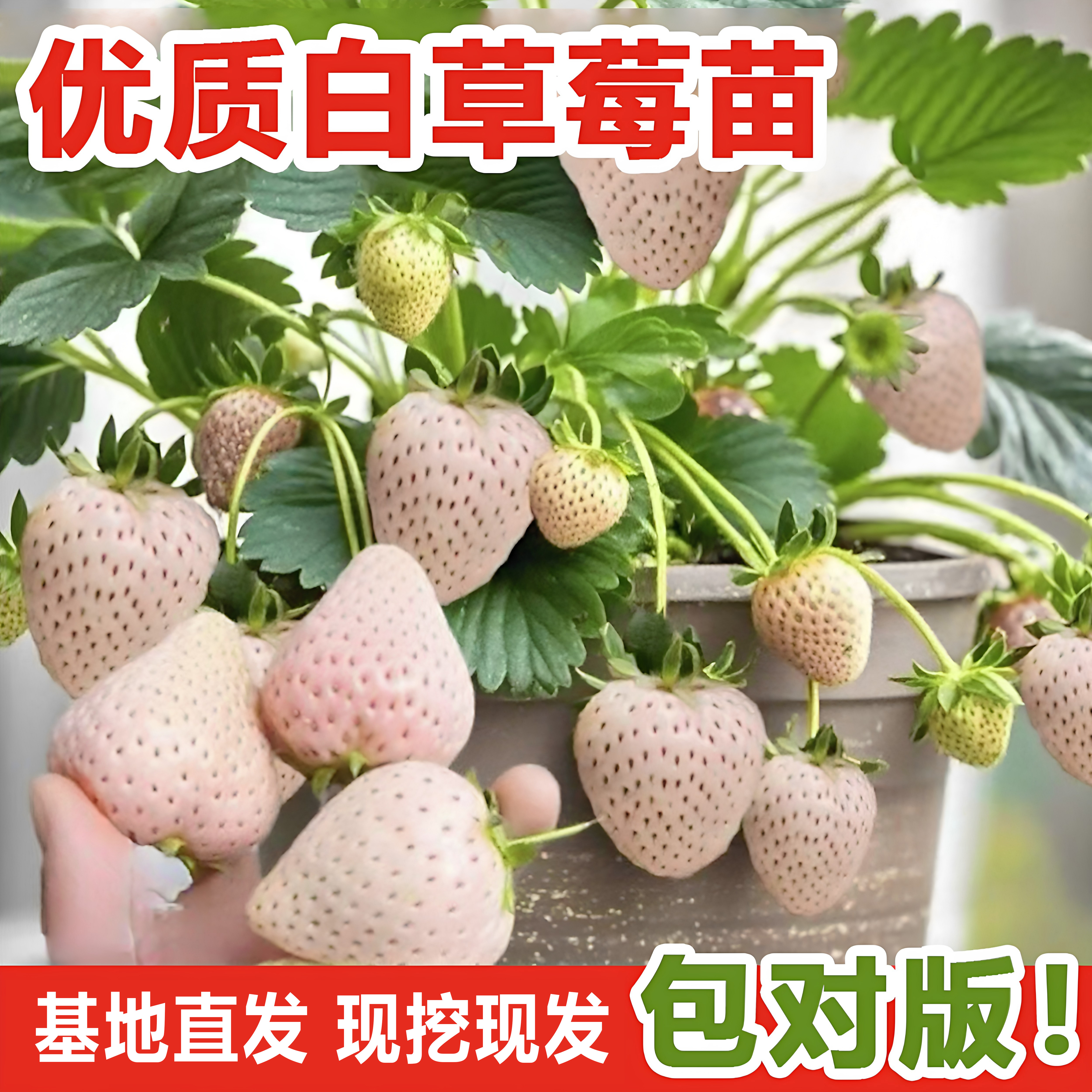 禾硕白草莓苗清甜奶香盆栽地栽