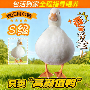 荷兰纯种柯尔鸭正品赛级S级网红活宠物鸭青成年鸭小幼崽公母可选