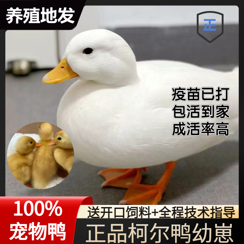 正宗宠物柯尔鸭活苗宠物网红纯种可达鸭幼崽小体柯尔鸭仔公母包活