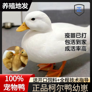 正宗宠物柯尔鸭活苗宠物网红纯种可达鸭幼崽小体柯尔鸭仔公母包活