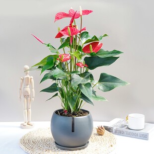 红掌年宵花火鹤观花植物办公室网红室内小绿植桌面花卉盆栽客厅