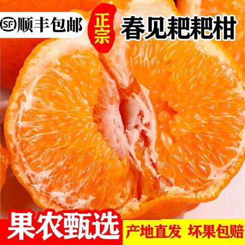 正宗四川春见耙耙柑当季丑桔子粑粑柑新鲜孕妇水果杷杷柑顺丰包邮
