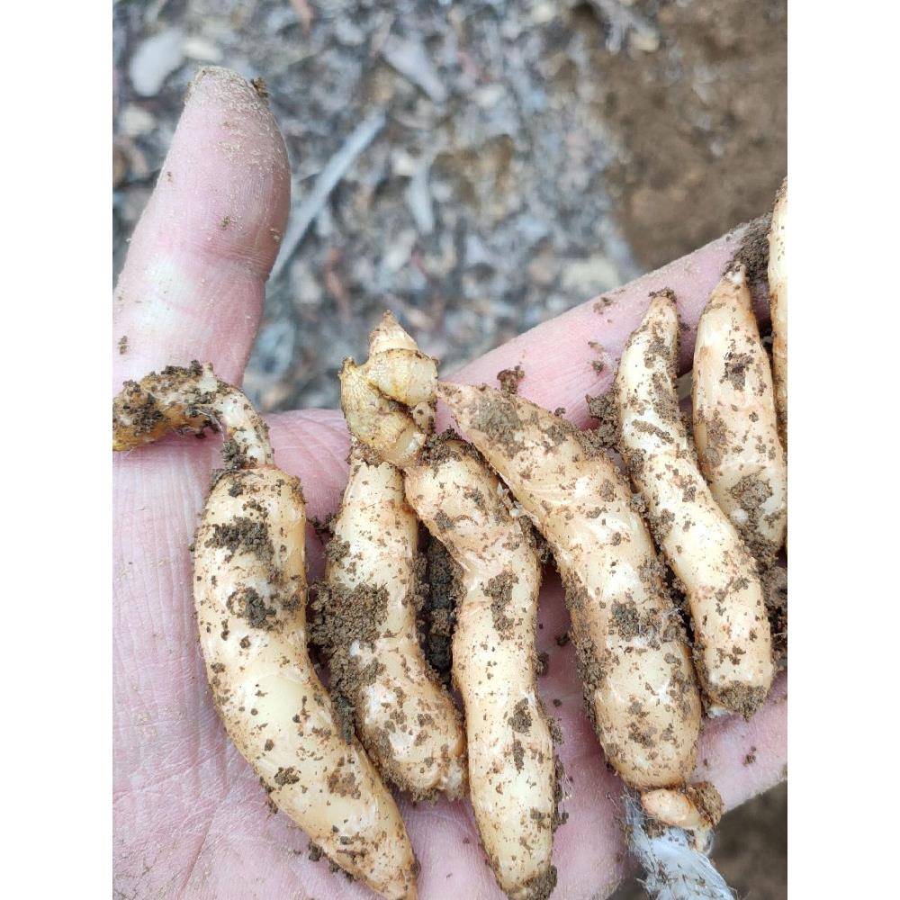 天麻种子天麻种植苗现挖发货云南昭通小草坝新鲜乌天麻苗种地盆栽