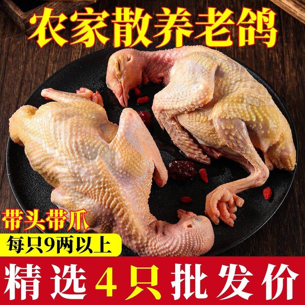 鸽子新鲜现杀老鸽子土鸽子新鲜鸽子肉孕妇炖汤生鲜鸽子现杀煲汤
