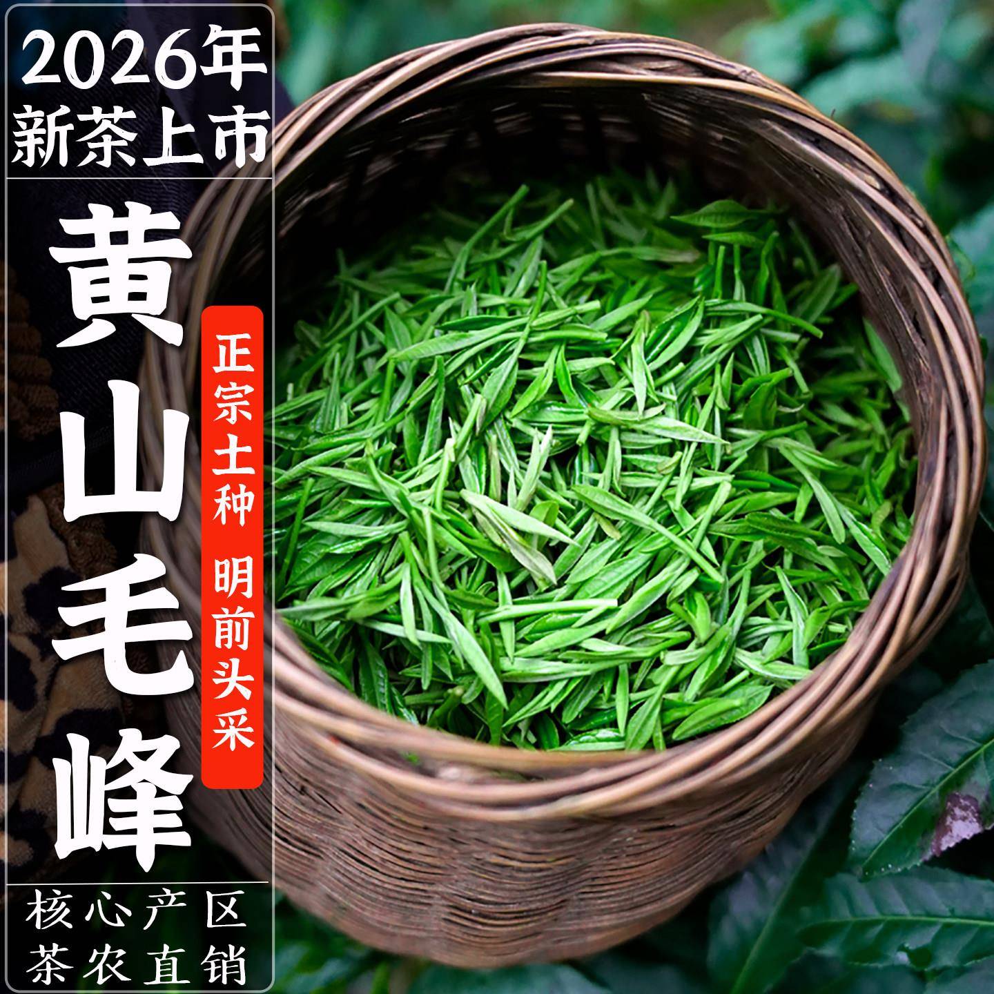 正宗黄山毛峰2026新茶特级高山土种明前嫩芽头采云雾毛尖雀舌盒装