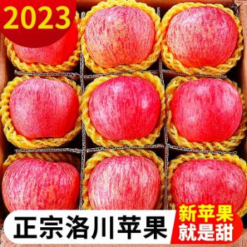 【顺丰】陕西延安洛川苹果红富士苹果新鲜当季脆甜水果12枚一级果