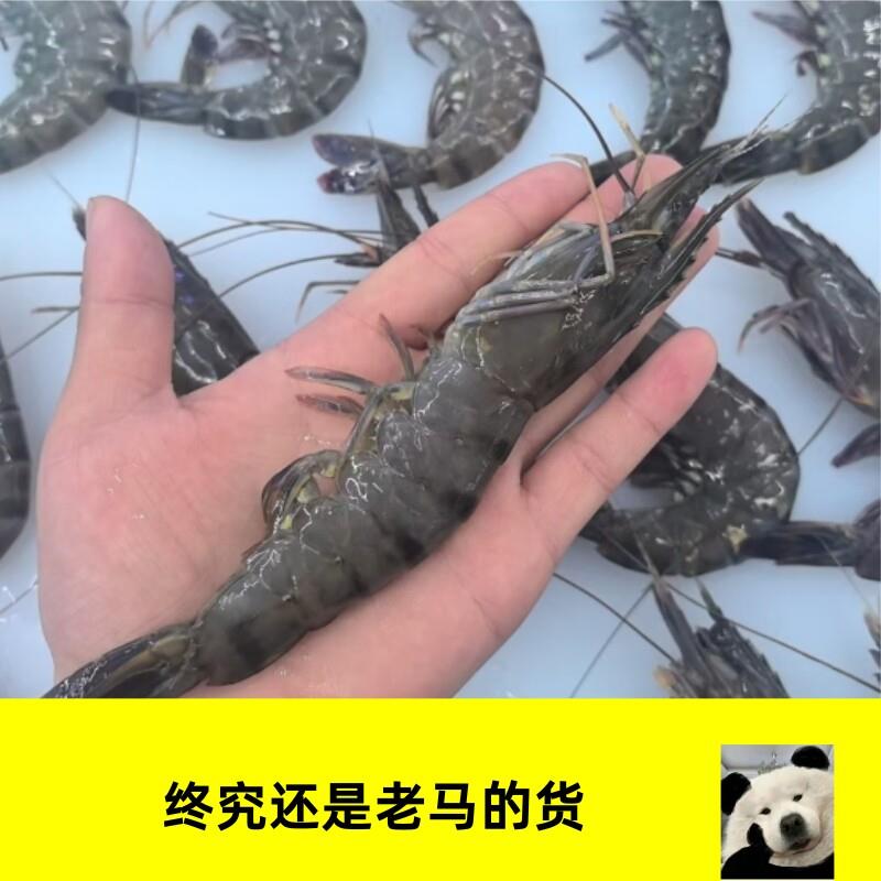 流水解冻 ,马来西亚活冻黑虎虾 斑节对虾大虾活冻冻虾老虎虾