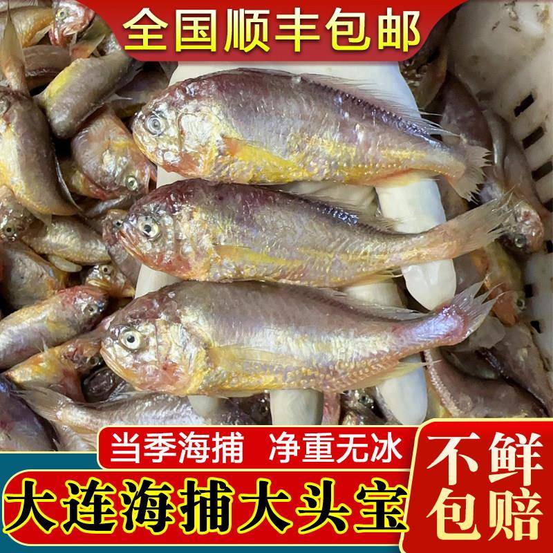 大连梅童鱼新鲜大头宝海鱼天然黄梅丁纯野冷冻生鲜梅子鱼5斤包邮