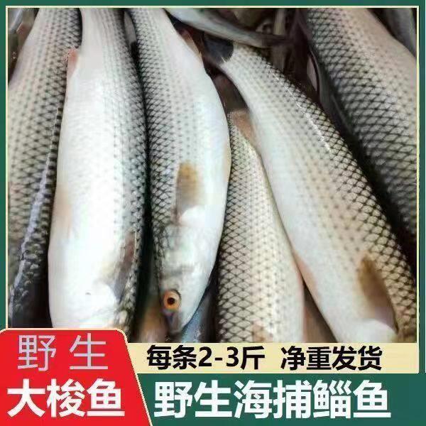 野生海捕大鲻鱼梭鱼乌头鱼海刀鱼黄鱼新鲜海鱼3斤