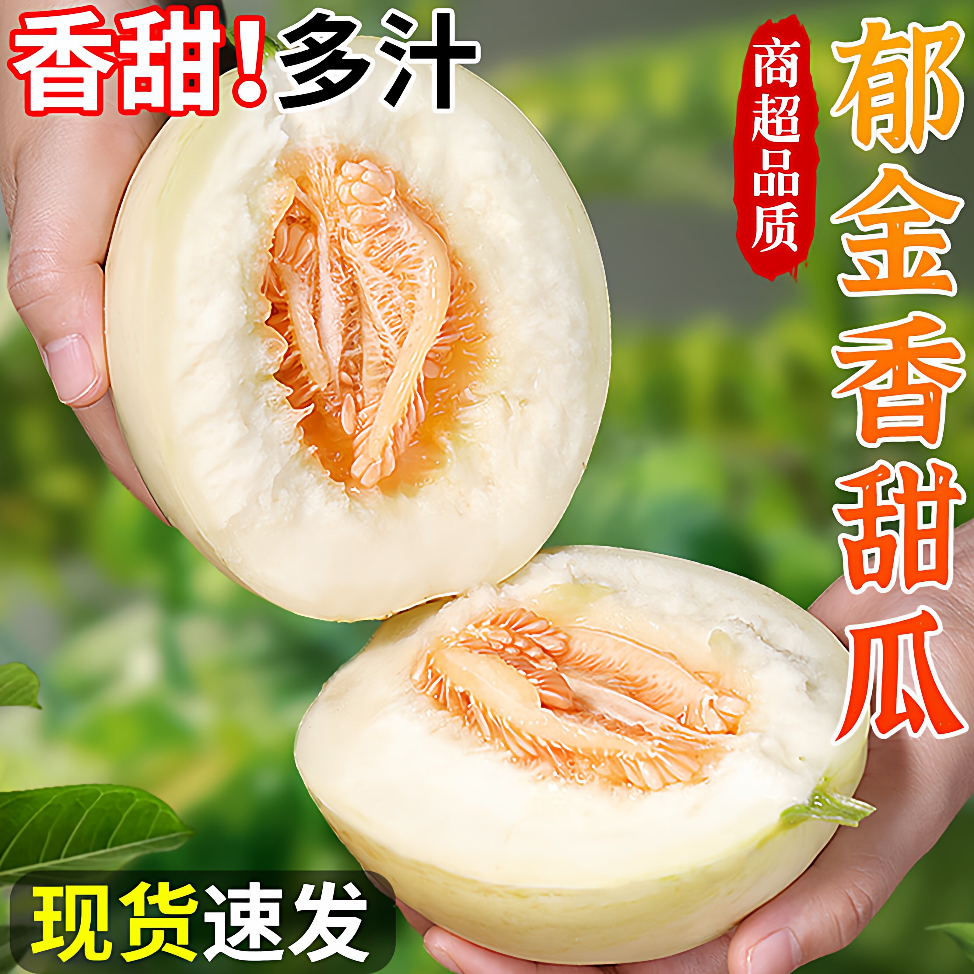 【下单立减50】云南郁金香甜瓜香甜多汁香瓜新鲜水果 - 珍智道精选出品