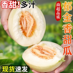 【下单立减50】云南郁金香甜瓜香甜多汁香瓜新鲜水果