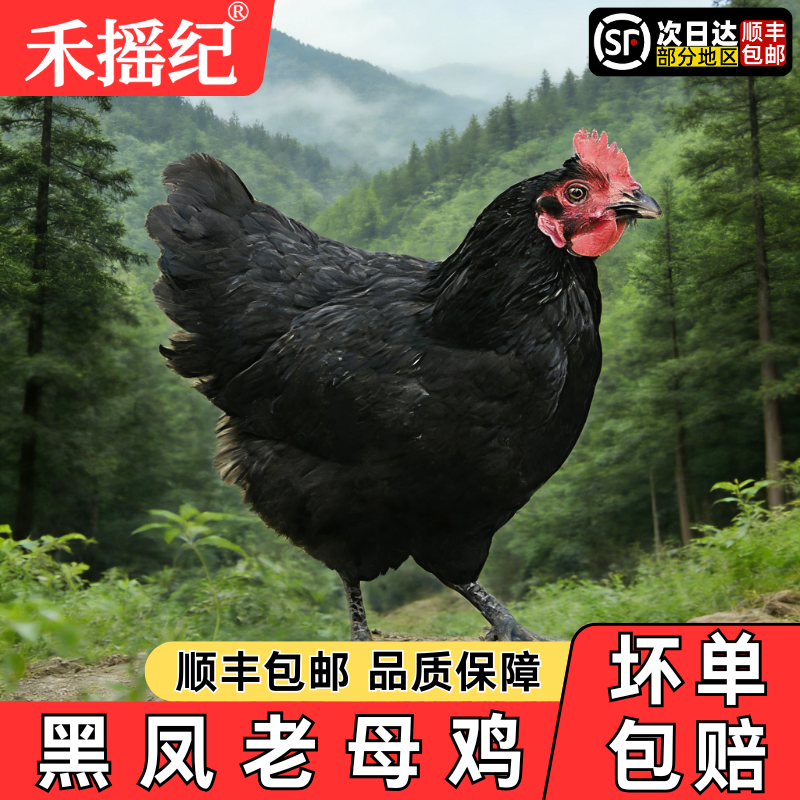 黑凤老母鸡2-3斤黑脚鸡黑凤鸡土鸡走地鸡月子鸡新鲜现杀煲汤滋补