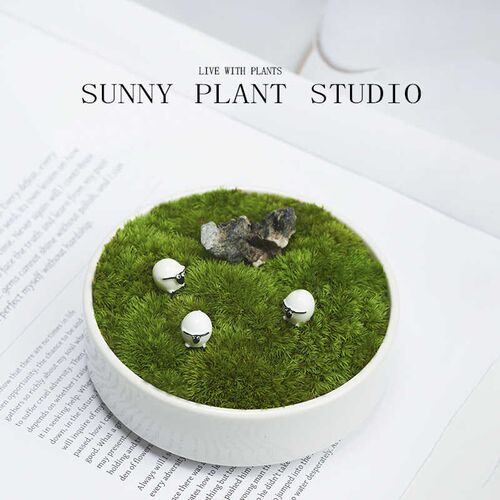 苔藓微景观私人草坪办公室内桌面绿植创意盆栽懒人好养活摆件