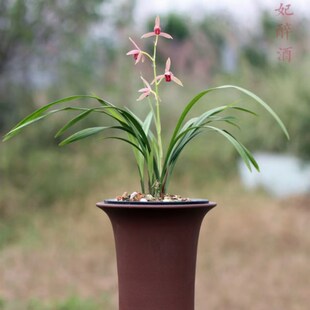 带花苞贵妃醉酒 兰建兰色花 含羞娇俏 香气浓甜 四季