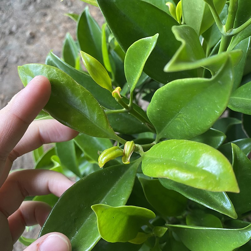 非洲茉莉盆栽客厅大型植物净化空大型绿植/成品组合盆