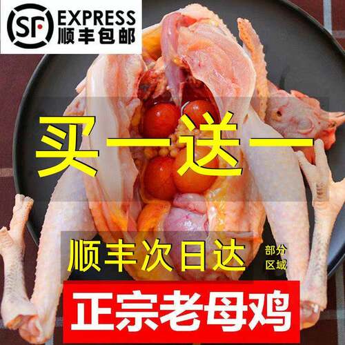 3年正宗黄油老母鸡土鸡草鸡柴鸡孕妇月子鸡走地鸡北纬37粮食散养