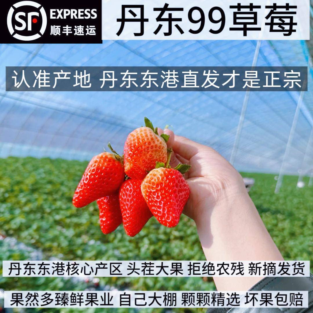 丹东99草莓新鲜水果奶油草莓红颜大礼盒孕妇牛奶辽宁东港久久顺丰