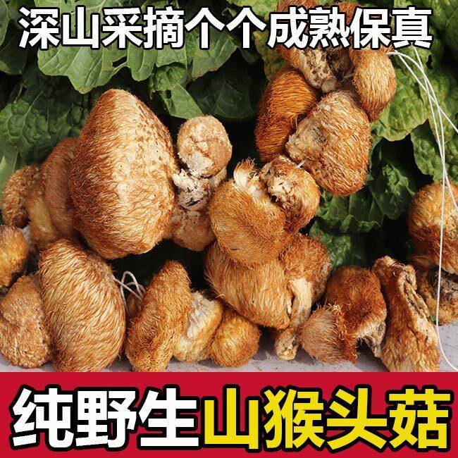 2025新货野生猴头菇干货250g东北长白山纯猴头菇煲汤菌养胃可打粉