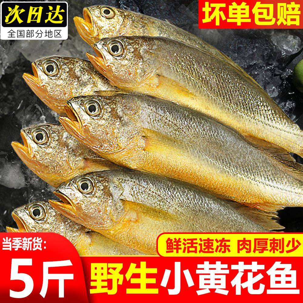 野生小黄鱼新鲜鲜活冷冻大黄花鱼海捕海鱼海鲜水产整箱顺丰