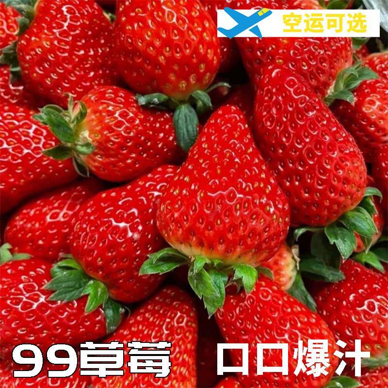 东北特产九九草莓新鲜草莓牛奶草莓水果好吃应季采摘馈赠佳品空运