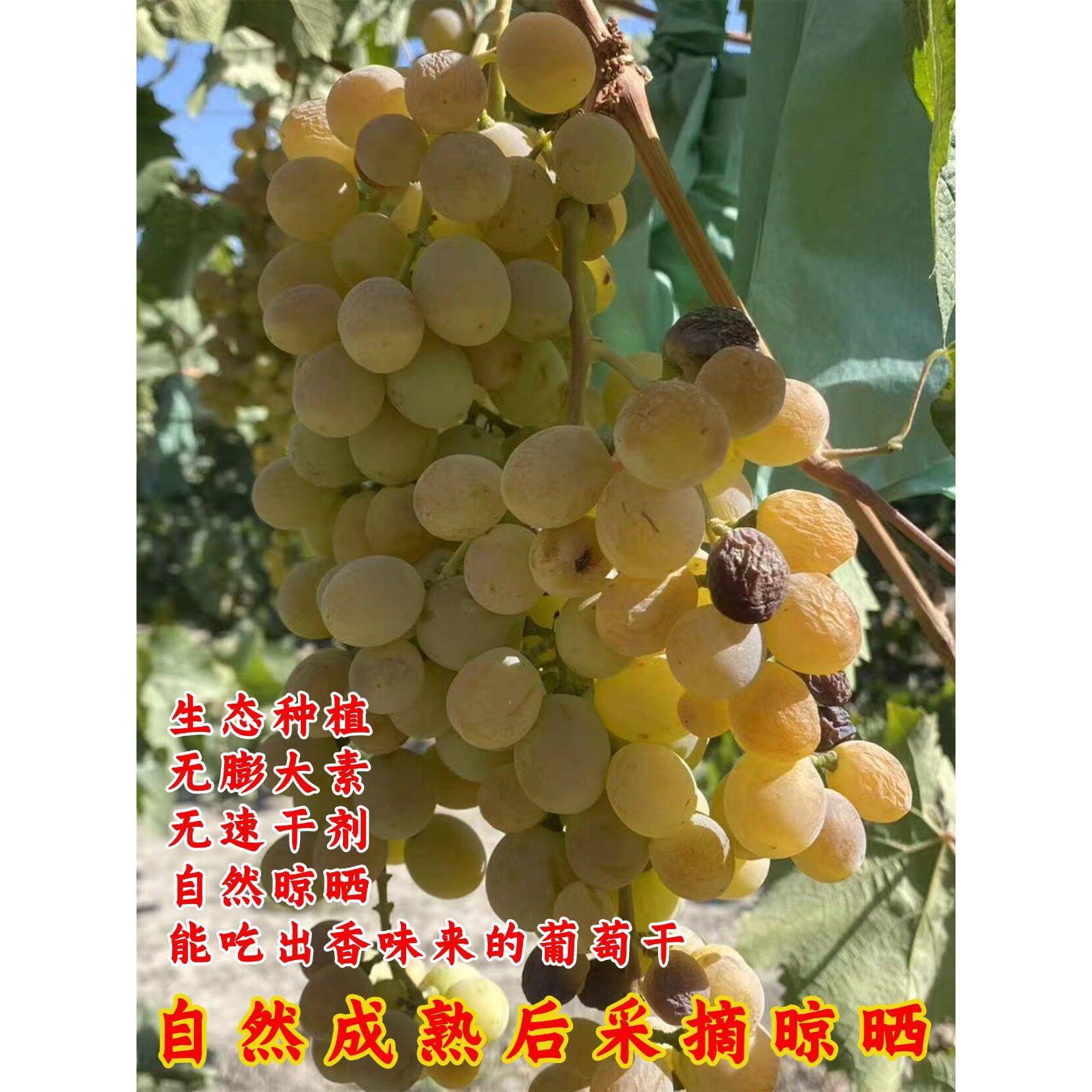 新疆古法种植有耔葡萄干口感香甜果香浓郁无促干剂自然晒干葡萄干