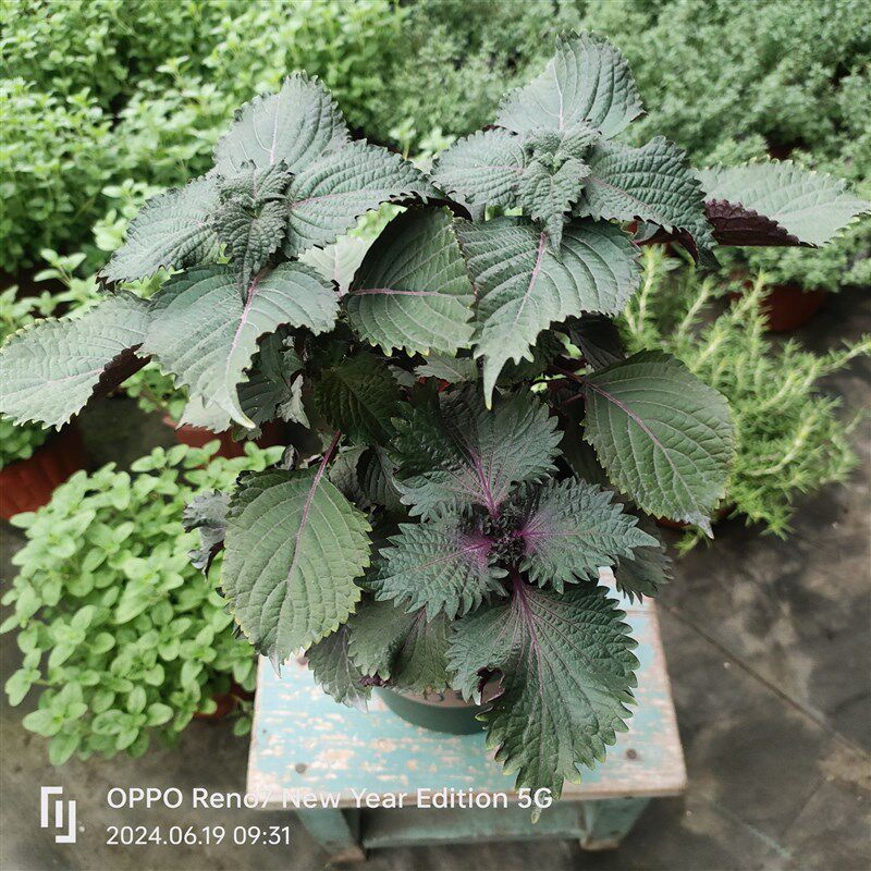 牛至盆栽大小苗可食用香草料迷迭香百里香蜂罗勒紫苏薄荷邮猫薄荷