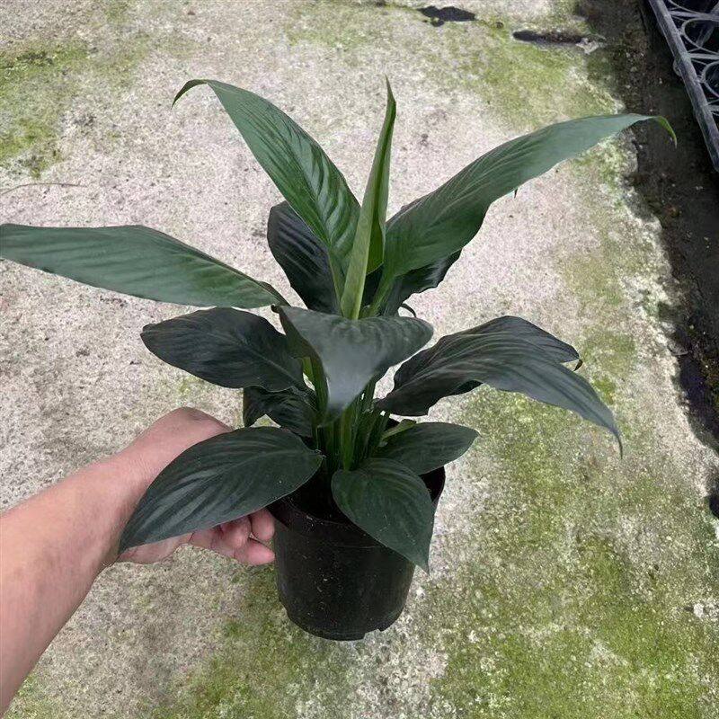 绿巨人盆栽观叶植物办公室大叶客厅桌面万年青绿植吸尘净化空气