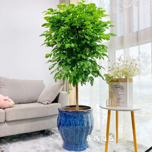 多年生大叶幸福树盆栽植物绿宝树大型室内花客厅好养四季常青绿植