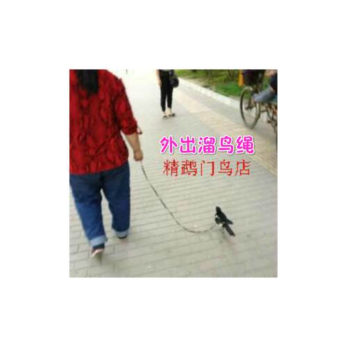 鸟链/牡丹鹦鹉/蜡嘴/鹩哥/松鸦/八哥/鹩哥/乌鸦项环/溜鸟绳