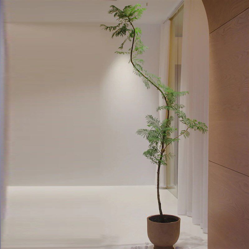 蓝色的花楹盆栽阳台室内客厅书房吸甲醛观叶绿植花园庭院植物易养