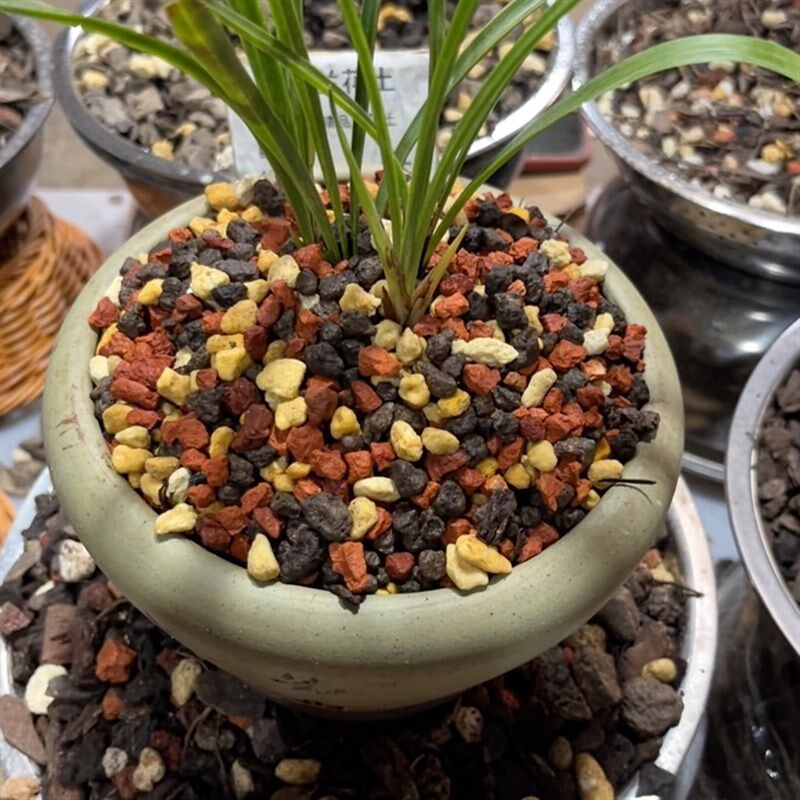 兰花盆面装饰植料兰花专用土兰花护茎土植金石荷王仙土烧红土3合1