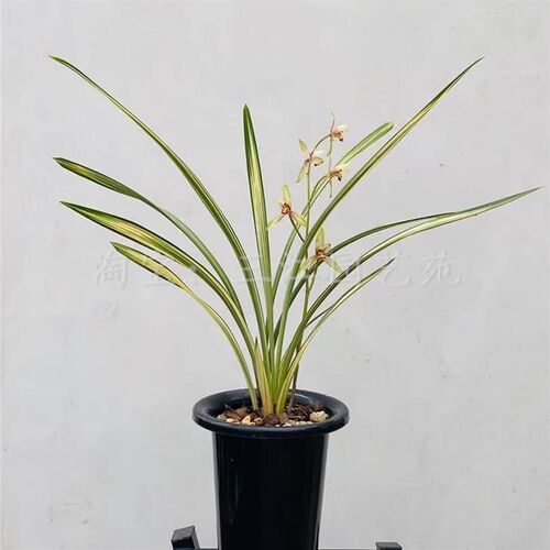 兰花苗建兰福隆中透艺金边兰花艺草艺兰客厅庭院桌面花卉绿植美观