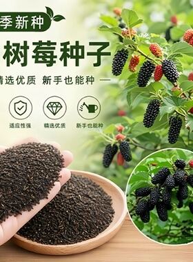 【爆款新品】黑树莓种子春夏农家小院简单种植多年生水果种籽JC