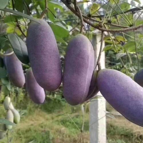 八月瓜种子四季高产耐寒易活阳台庭院种植爬藤食用水果八月瓜XL