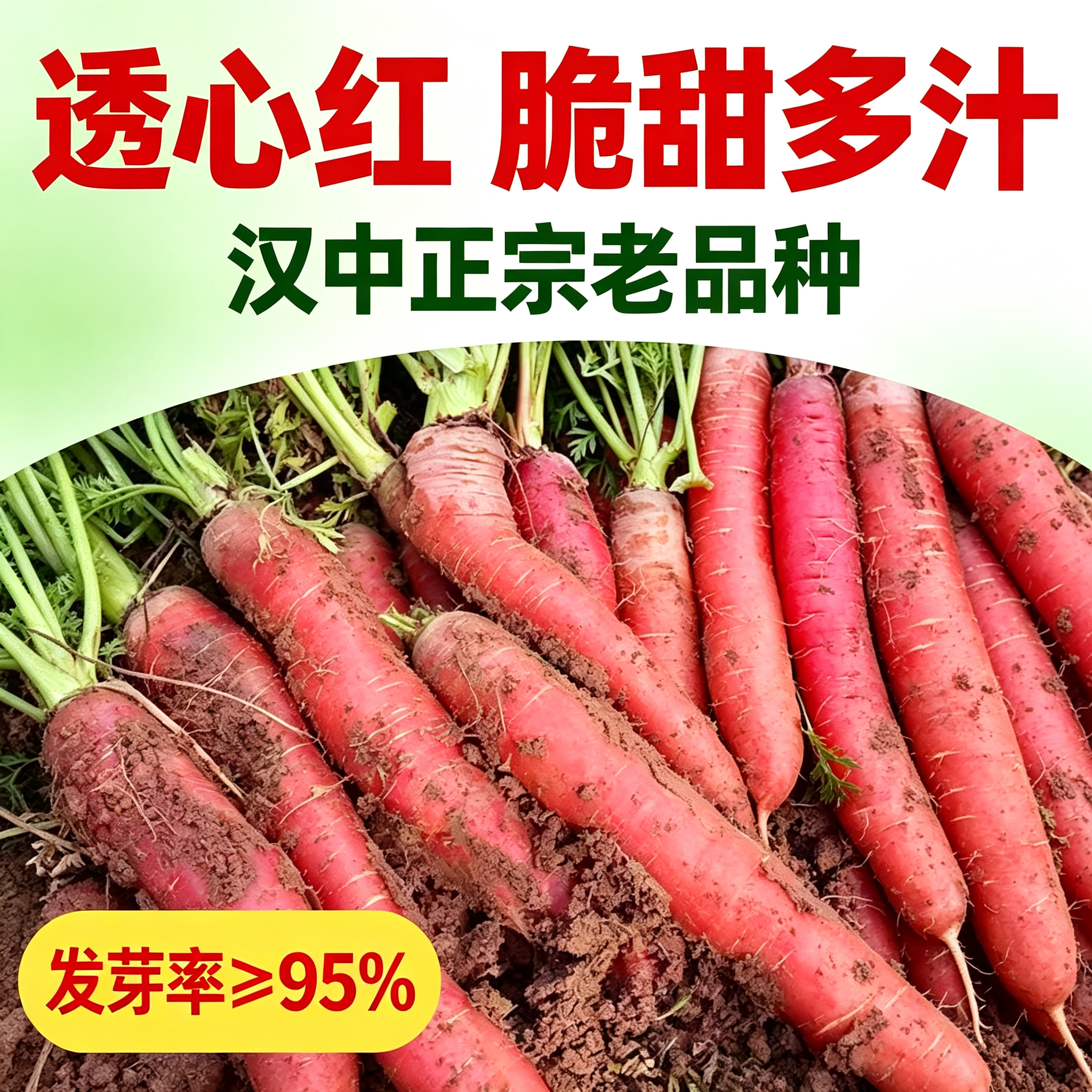 【糖心水果胡萝卜种子】玫瑰红三红胡萝卜种籽甜脆红胡萝卜种子JC