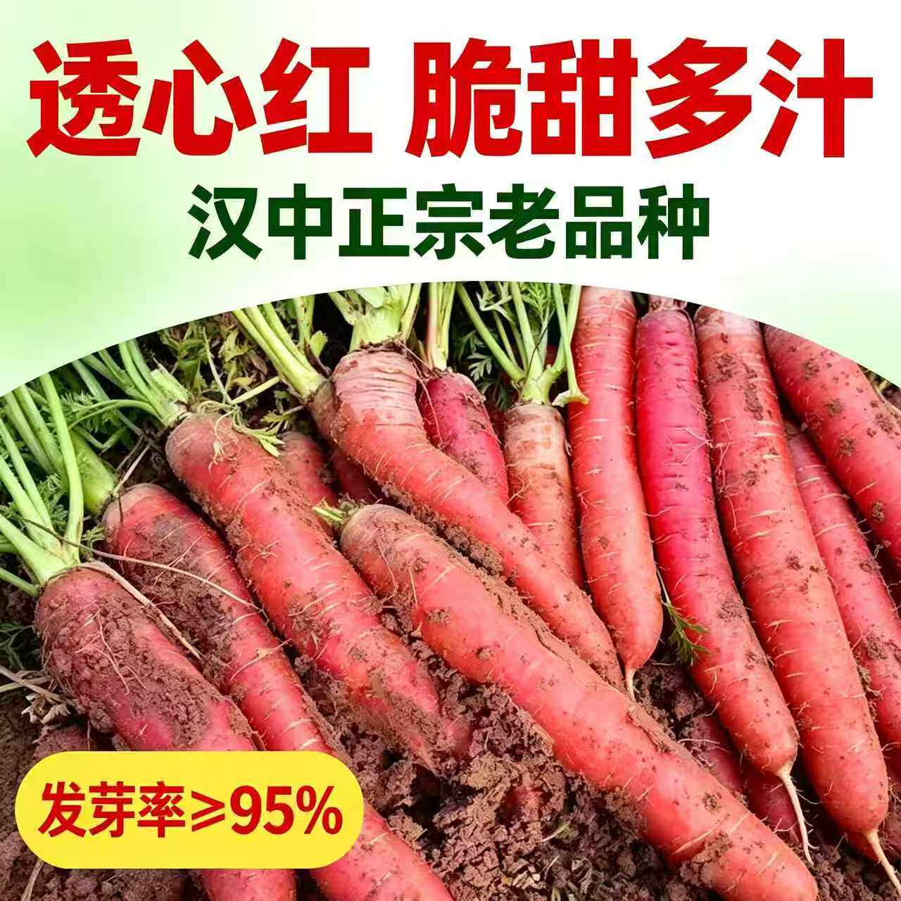 【糖心水果胡萝卜种子】玫瑰红三红胡萝卜种籽甜脆红胡萝卜种子JY