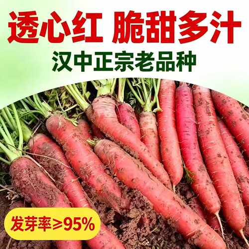 【糖心水果胡萝卜种子】玫瑰红三红胡萝卜种籽甜脆红胡萝卜种子JY
