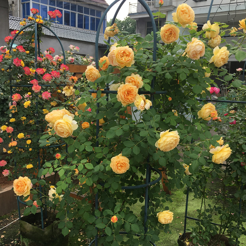 初见玫瑰阳台欧式绿植花架月季铁线莲铁艺地面防锈室外花卉爬藤架图片