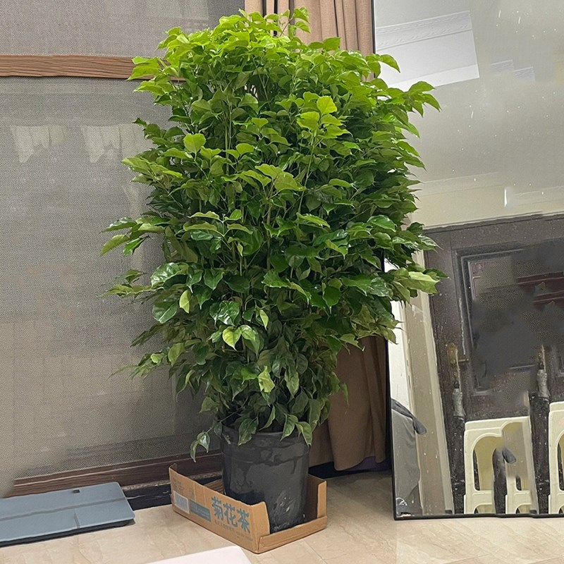 幸福树盆栽客厅好养绿植室内办公室绿宝大型植物吸甲醛净化空气
