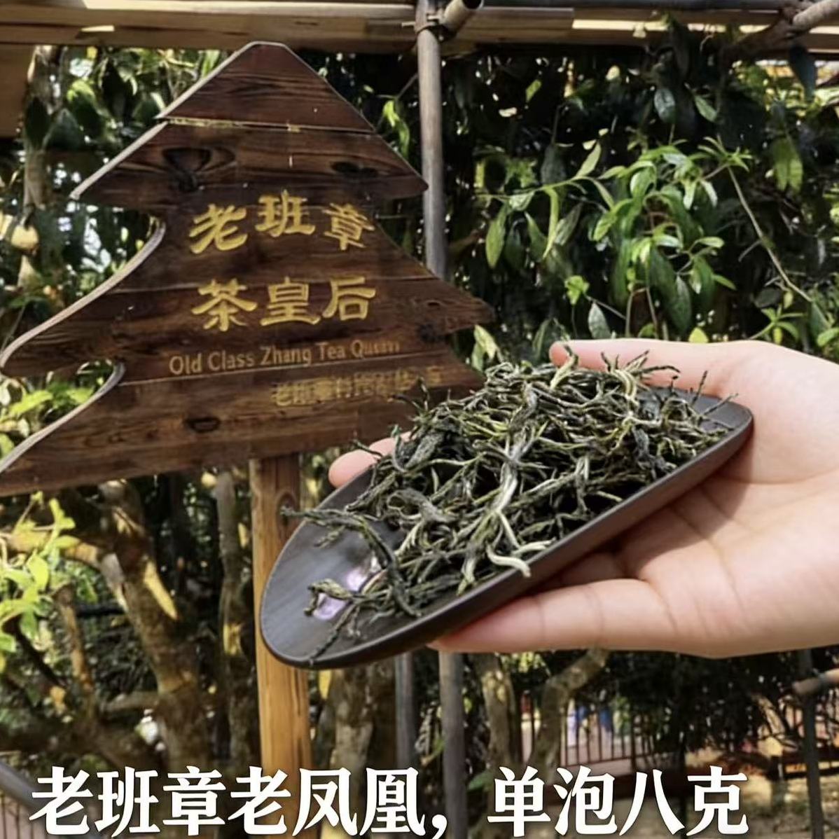 单泡-2025年老凤凰普洱生茶8g/100g