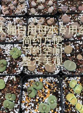 多肉/酢浆草盆【塑料十方】 球根景天生石花仙人球专业花盆出口