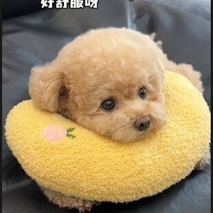 猫咪小枕头宠物狗狗猫睡觉用网红枕头垫子猫毛毯柔软睡枕宠物用品