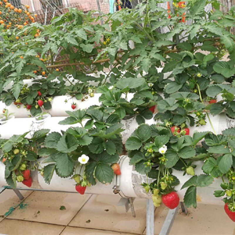 温室大棚水培蔬菜营养液通用植物工厂无土栽培鱼菜共生AB大包套装