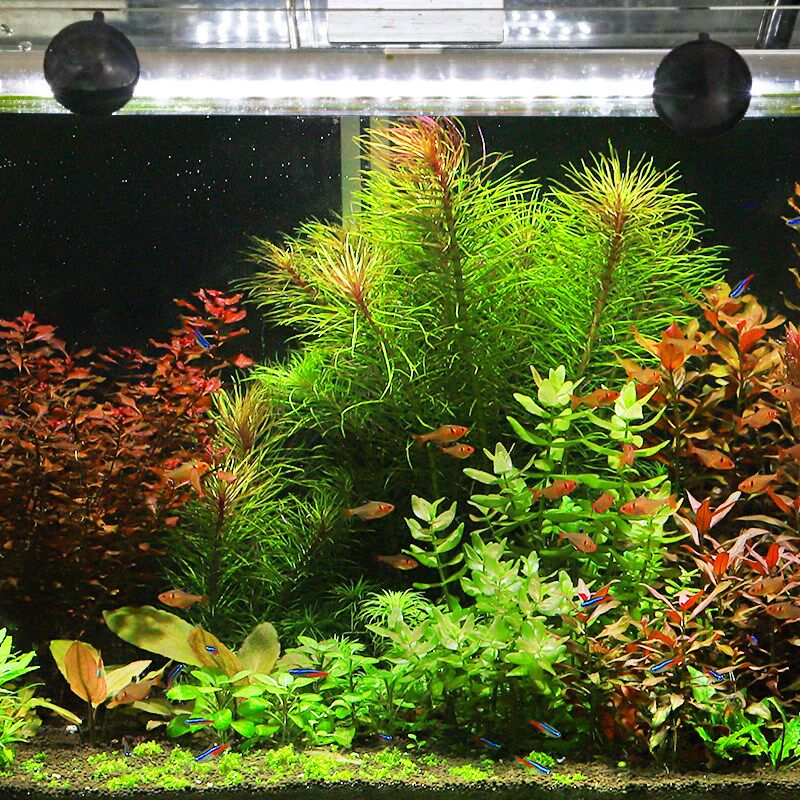 森森鱼缸鱼池潜水灯变色LED灯七彩照明水族箱使用灯龙鱼防水灯管