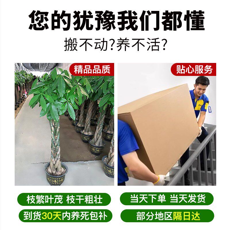 发财树客厅大盆栽2024新款圆叶摆件盆景阳台庭院带花盆乔迁旺宅树