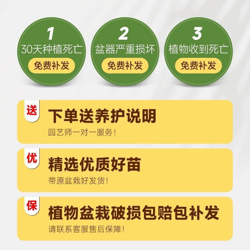 龟背芋盆栽大型绿植大叶富贵竹土培水培植物四季常青好养室内客厅