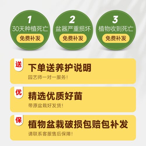 龟背芋盆栽大型绿植大叶富贵竹土培水培植物四季常青好养室内客厅