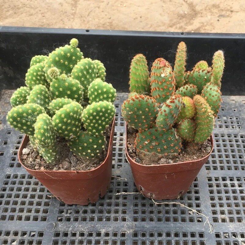多肉植物仙人黄毛掌红毛掌白毛掌肉肉植物绿植办公室盆栽组合超大