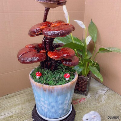 灵芝盆栽活灵芝盆载可食用四季养趣味多肉绿植招财观叶老庄