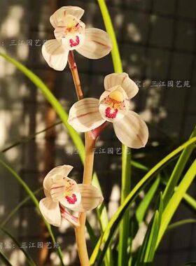 兰花苗莲瓣兰荷之冠大雪素室内客厅庭院桌面摆放花卉美观好养活